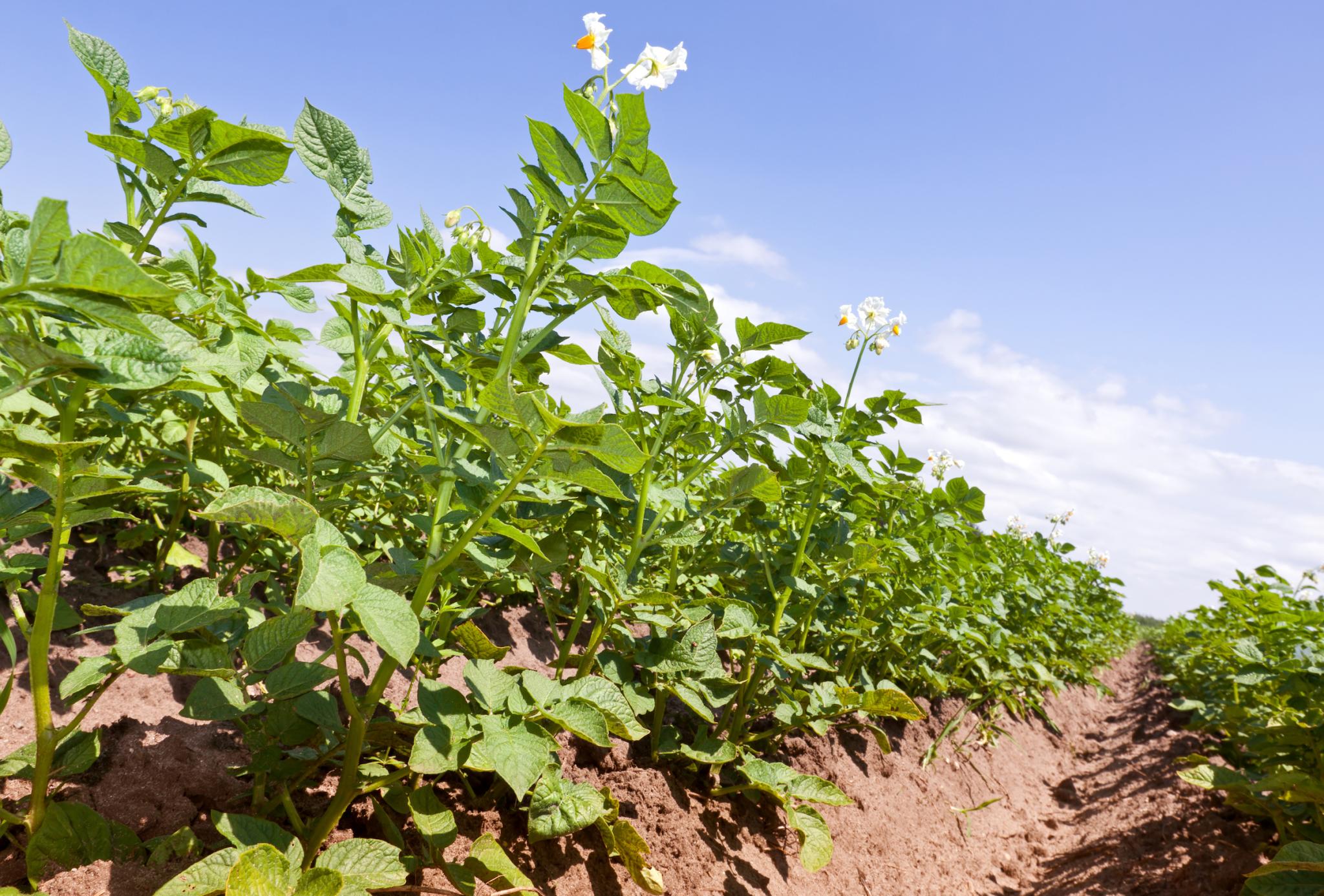 How Do You Grow a Potato Plant