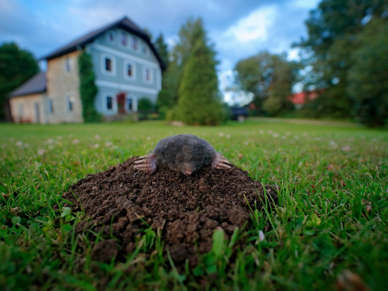 How to Get Rid of Voles in Garden